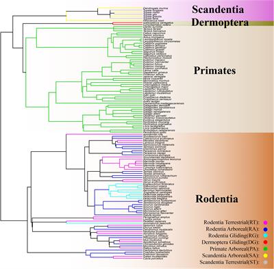 Convergent Evolution of Locomotory Modes in Euarchontoglires